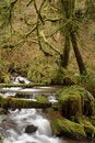 Free Munson Creek Rainforest Royalty Free Stock Image - 1655036