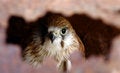 Free Hawk Hiding Royalty Free Stock Photos - 1656898