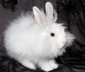 Free The Royal Lion S Rabbit Royalty Free Stock Images - 1658679