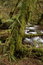 Free Munson Creek Rainforest Royalty Free Stock Photos - 1655008