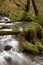 Free Munson Creek Rainforest Stock Images - 1655014