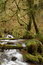 Free Munson Creek Rainforest Royalty Free Stock Image - 1655036