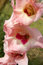 Free Gladiola Royalty Free Stock Photography - 1659117