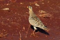Free Black-faced Sandgrouse Stock Photo - 1660250
