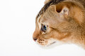 Free The Kitten On A White Background Stock Image - 1661901