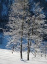 Free Barren Tree Is Winter Freeze 1 Royalty Free Stock Photo - 1662615