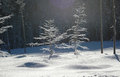 Free Barren Trees In Freeze 2 Royalty Free Stock Images - 1662629