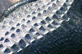 Free Crocodile Skin Close Up Stock Image - 1663871