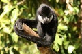 Free Monkey On A Branch Stock Image - 1663931