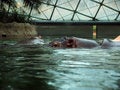 Free Hippo Stock Photography - 1663952