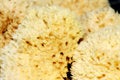 Free Sponges Royalty Free Stock Photo - 1664365
