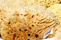 Free Sponges Stock Photo - 1664370