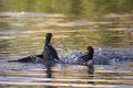 Free Fighting Moorhens Royalty Free Stock Photography - 1664747
