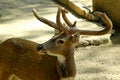 Free Deer Royalty Free Stock Photography - 1664887
