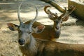 Free Two Deers Stock Image - 1664891