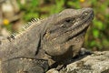 Free Iguana Royalty Free Stock Image - 1668426