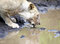 Free Lion Drinking Stock Photos - 1664783