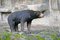 Free Malayan Bear 1 Royalty Free Stock Photography - 1664807