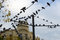 Free Pigeons On Wires Stock Photography - 1665342