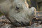 Free Rhinoceros Royalty Free Stock Photo - 1665465