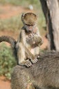 Free Baboon Infant Stock Photos - 1674573