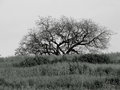 Free Weird Nature Stock Photography - 1678492