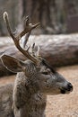 Free Mule Deer Buck Bedding Royalty Free Stock Photography - 1678777