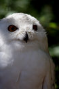 Free Snowy Owl (Bubo Scandiacus) Stock Image - 1679311
