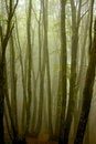 Free Forest Stock Images - 1679314