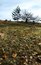 Free Autumn Grassland Royalty Free Stock Photo - 1671575