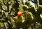 Free Cactus Flower Royalty Free Stock Photos - 1671578