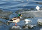 Free Duck And Boat Stock Image - 1677321