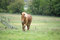 Free Danish Horses 01 Stock Image - 1677571
