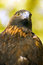 Free Golden Eagle (Aquila Chrysaetos) Against Green-Gold Background Stock Photo - 1679020