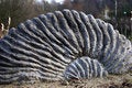 Free Fossil Stock Images - 1681914