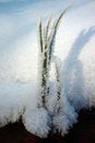 Free Grass Covered By Hoar-frost Stock Photo - 1684250