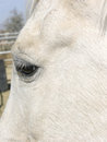 Free White Horse Face And Eye Stock Photography - 1687042