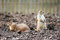 Free Two Prairie Dogs Stock Images - 1681314