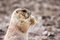 Free Prairie Dog Eating Stock Images - 1681324