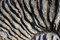 Free Fossil Stock Photography - 1681792