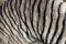 Free Fossil Stock Photography - 1681822