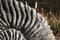 Free Fossil Stock Images - 1681874