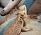 Free Bearded Dragon 1 Stock Photos - 1682183