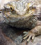 Free Bearded Dragon 2 Royalty Free Stock Photography - 1682197