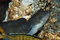 Free African Cichlid Royalty Free Stock Images - 1682229