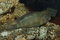 Free African Cichlid Royalty Free Stock Image - 1682236