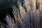 Free Golden Backlit Grasses Royalty Free Stock Photography - 1682757