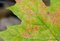 Free Wet Autumn Leaf Against Dark Background Stock Images - 1682784
