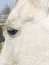 Free White Horse Face And Eye Stock Photography - 1687042