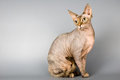 Free Cat Of Breed The Canadian Sphynx Royalty Free Stock Images - 1692529